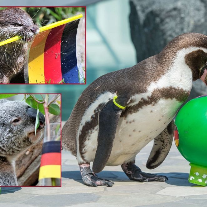 Niedliche Hellseher! Diese EM-Orakel sind tierisch gut Niedliche Hellseher! Diese EM-Orakel sind tierisch gut (Foto)
