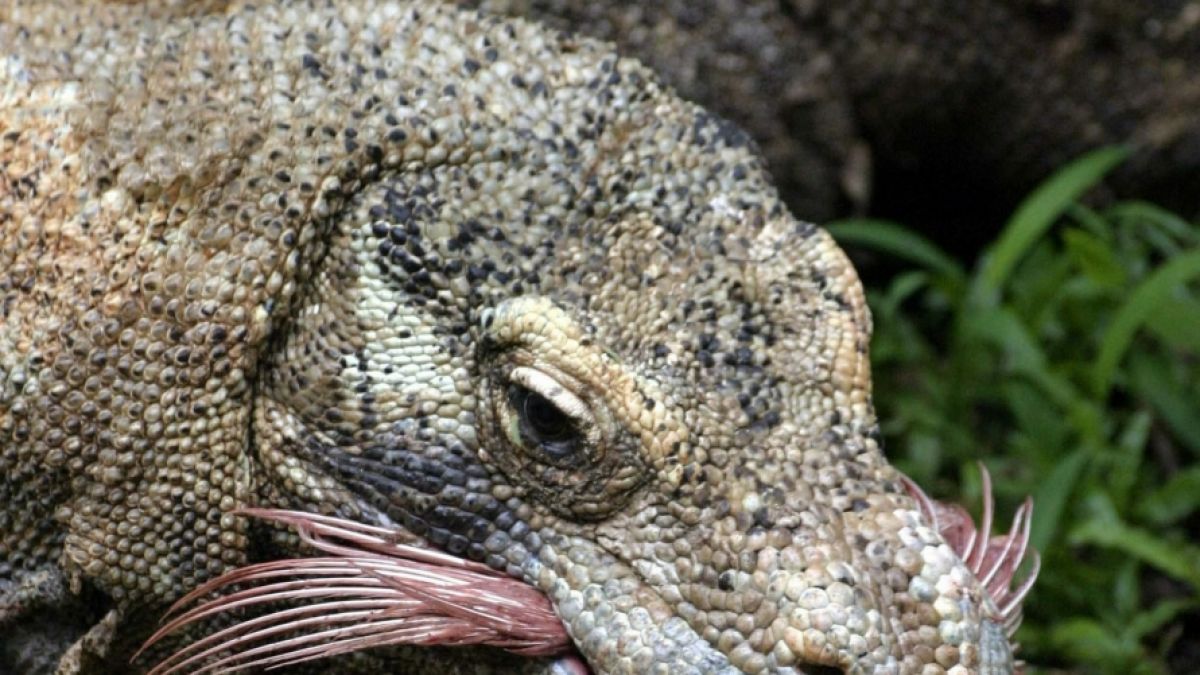 Riesige Giftschlange auf Beinen: Komodowarane gehören zu den gefährlichsten Tieren weltweit. (Foto)