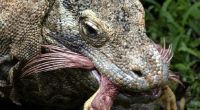 Riesige Giftschlange auf Beinen: Komodowarane gehören zu den gefährlichsten Tieren weltweit.