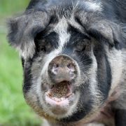 Von wegen harmlos: In China hat ein Schwein einen zwei Jahre alten Jungen gefressen.