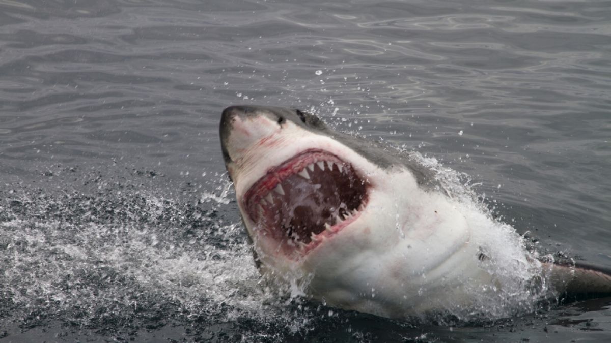 Haiattacken kommen seltener vor, als Sie denken. (Foto)