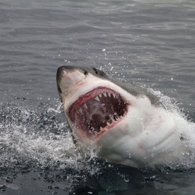So gefährlich können Ihnen Haie im Urlaub werden