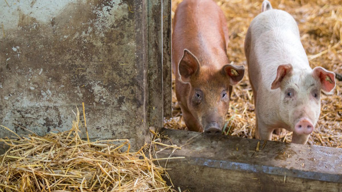 Ist Schweinefleisch für den Anstieg der Hepatitis-E-Infektionen in Deutschland verantwortlich? (Foto)