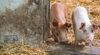Ist Schweinefleisch für den Anstieg der Hepatitis-E-Infektionen in Deutschland verantwortlich?