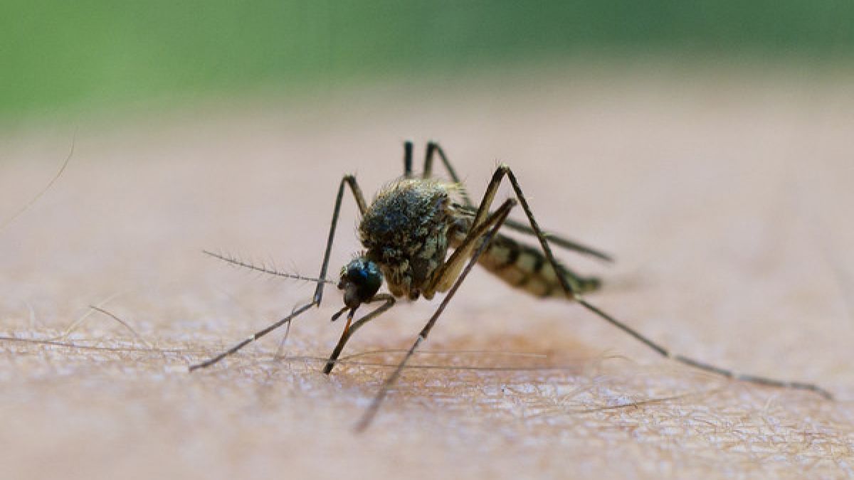 Mückenstiche sind schmerzhaft. Doch soweit muss es gar nicht erst kommen. (Foto)