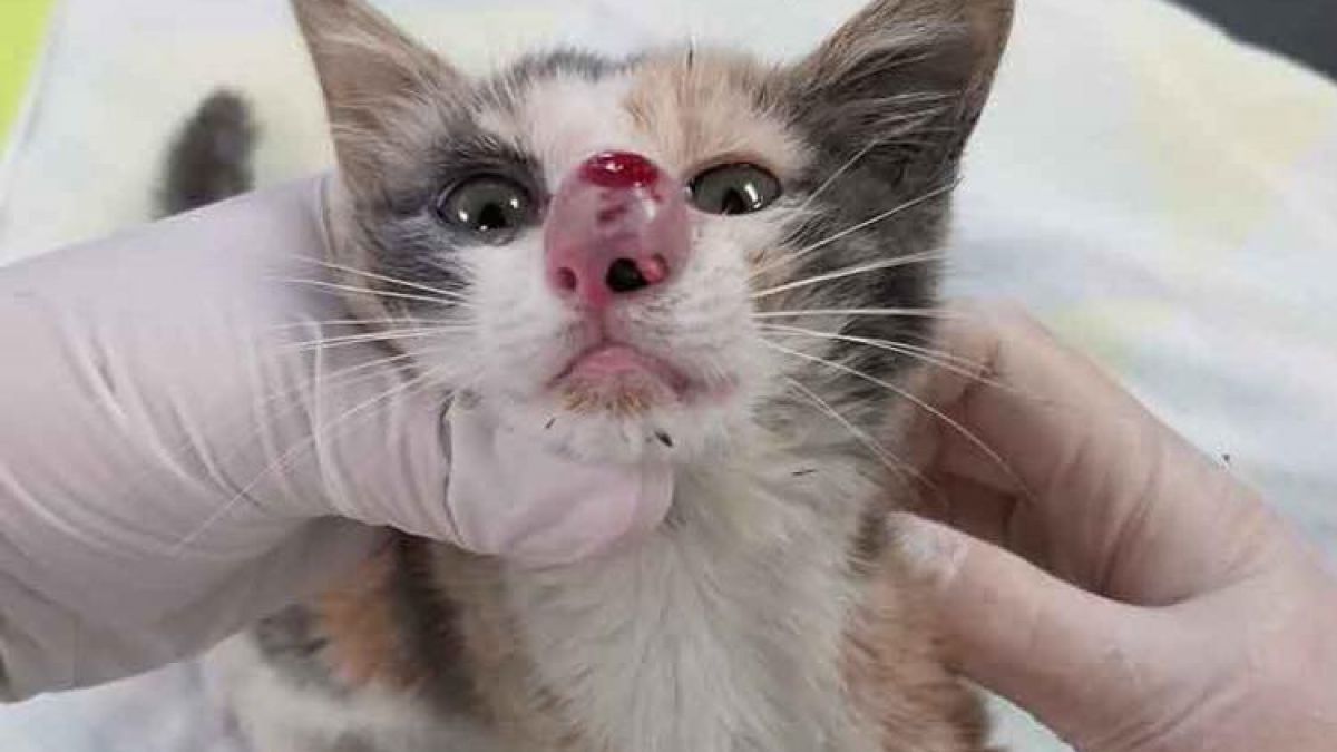 In der Nase einer Katze hatte sich eine riesige Larve eingenistet. (Foto)