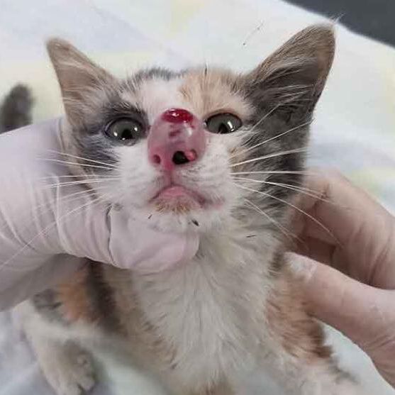 Was ein Tierarzt aus dieser Katzen-Nase holt, ist widerlich