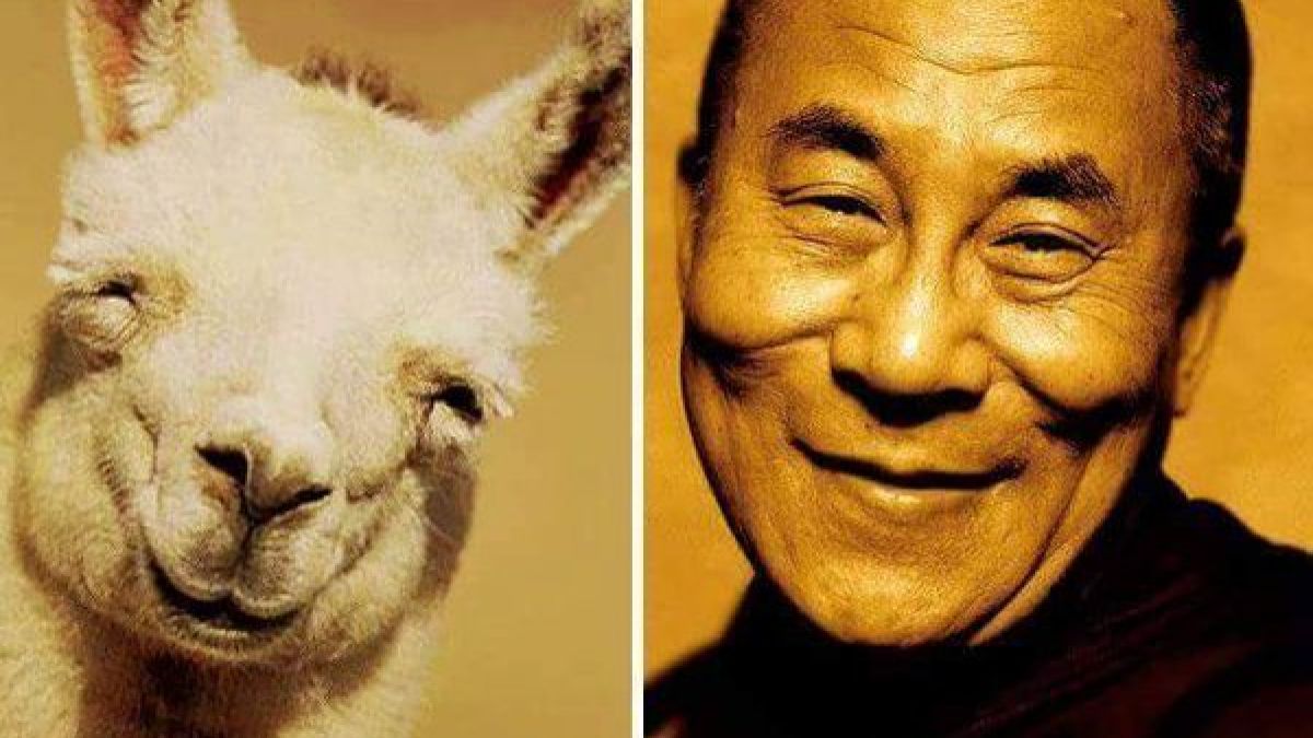 Auch der Dalai Lama hat einen tierischen Verwandten. (Foto)