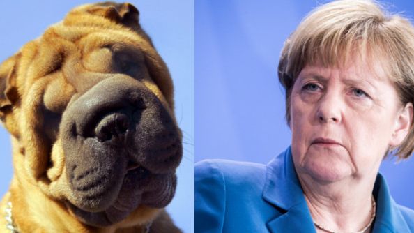 Ein Faltenhund und Bundeskanzlerin Angela Merkel: Sehen die beiden nicht knuffig aus?! (Foto)