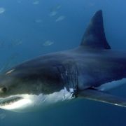2015 war das Jahr mit der höchsten Anzahl an Hai-Attacken.
