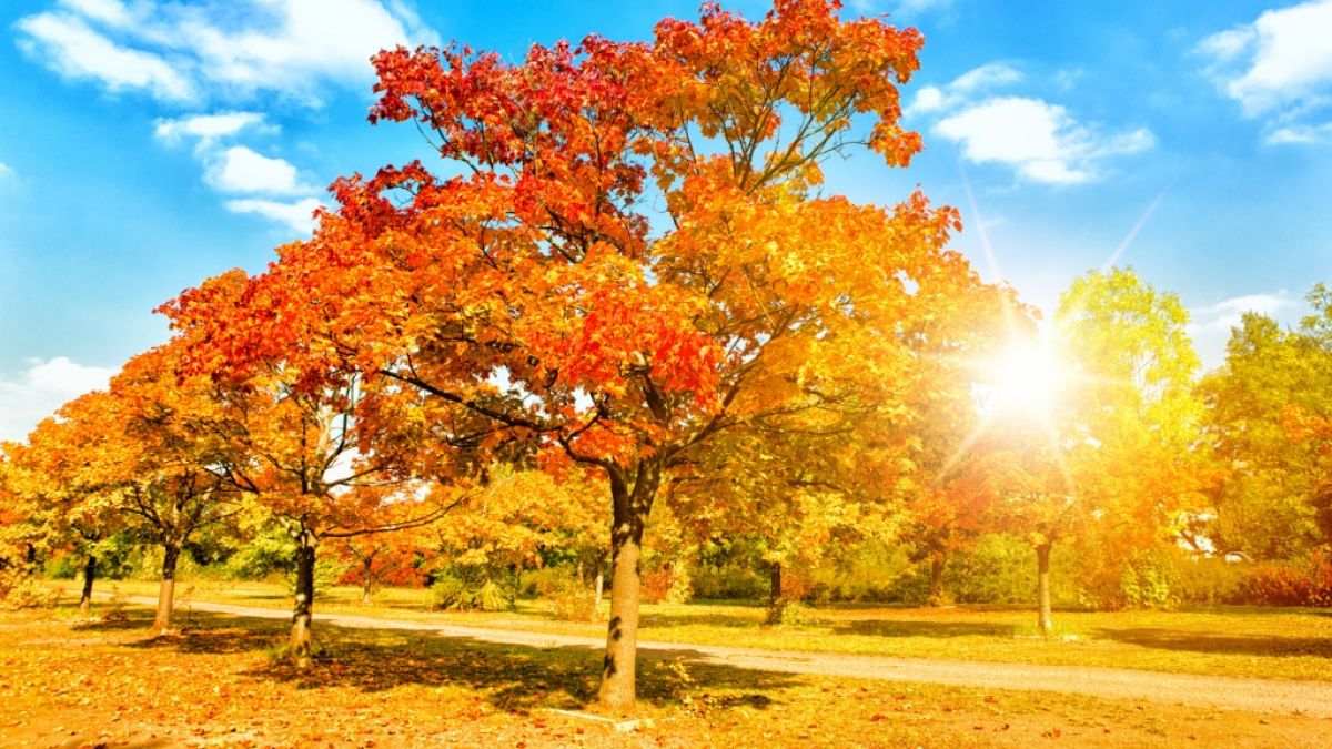 Laut 100-Jährigem Kalender soll der Herbst warm und sonnig werden. (Foto)