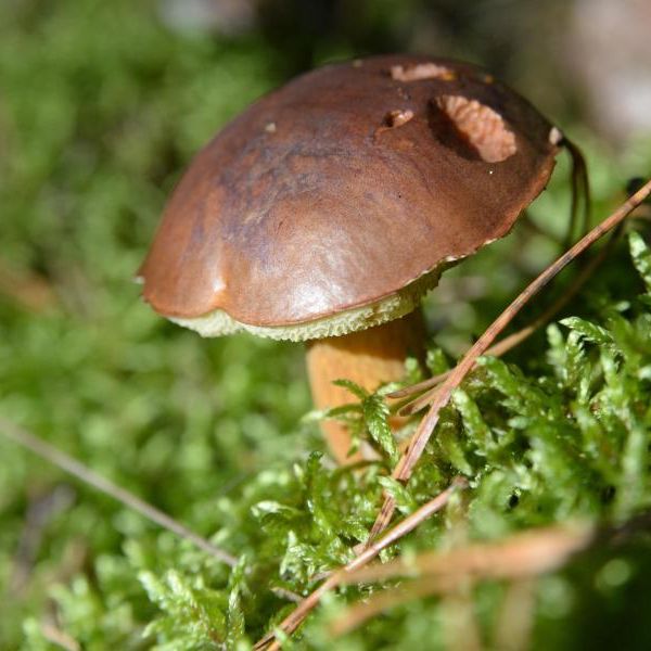 Ab in die Pilze! 6 Fragen und Antworten, die Pilzsammler kennen sollten Ab in die Pilze! 6 Fragen und Antworten, die Pilzsammler kennen sollten (Foto)