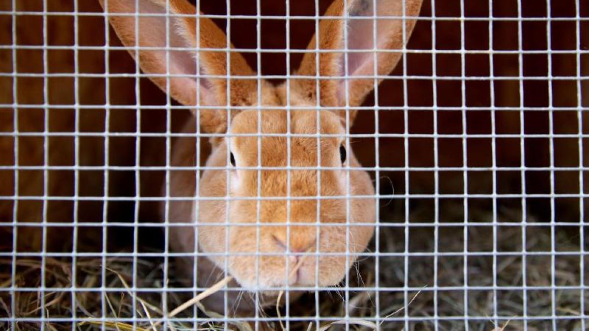 Es gibt wenige Krankheiten, die für Kaninchen richtig gefährlich sind. Die Chinaseuche gehört dazu. (Foto)