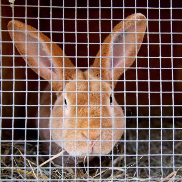 Wie gefährdet sind Kaninchen und Menschen?