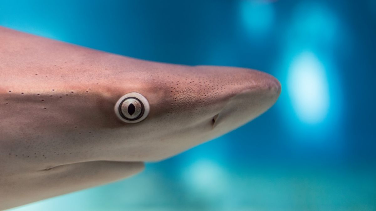Forscher haben im Mittelmeer einen Hai mit zwei Köpfen gefunden. (Foto)
