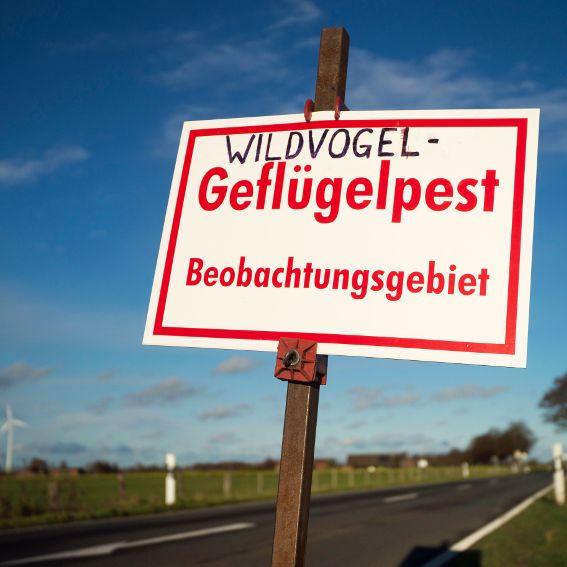 11 Bundesländer betroffen! Vogelgrippe breitet sich rasant aus 11 Bundesländer betroffen! Vogelgrippe breitet sich rasant aus (Foto)