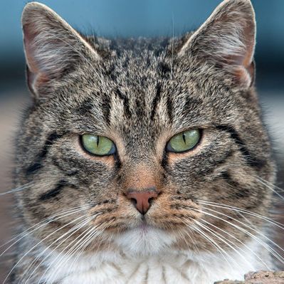 Pfoten festgefroren! Tollpatsch-Katze bleibt in Pfütze stecken Pfoten festgefroren! Tollpatsch-Katze bleibt in Pfütze stecken (Foto)