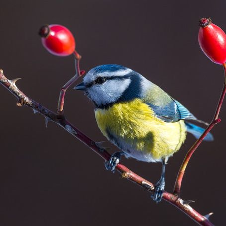 Gartenruhe! Das müssen Sie trotzdem im Januar tun Gartenruhe! Das müssen Sie trotzdem im Januar tun (Foto)