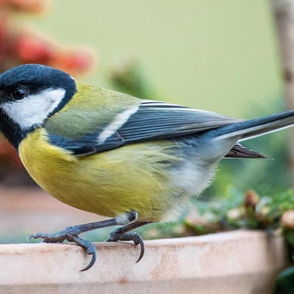 So funktioniert die Nabu-Vogelzählung So funktioniert die Nabu-Vogelzählung (Foto)