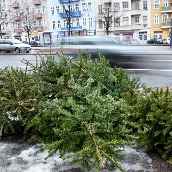 Weihnachten ist vorbei! Aber wohin mit dem Baum? Weihnachten ist vorbei! Aber wohin mit dem Baum? (Foto)