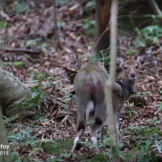 Bei Artgenossen abgeblitzt! Affe hat Sex mit Hirschkuh Bei Artgenossen abgeblitzt! Affe hat Sex mit Hirschkuh (Foto)