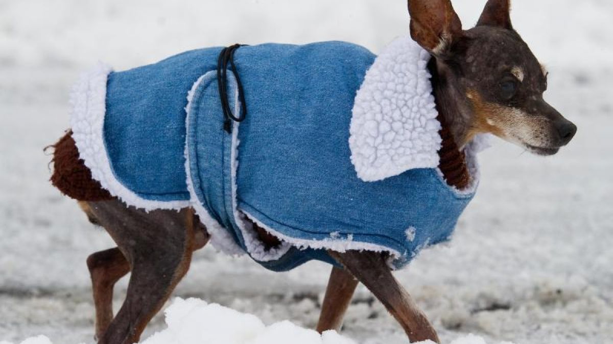 Hunden ohne Unterfell wie Rehpinschern sollten ihre Halter keine langen Wartezeiten ohne Bewegung in der Kälte zumuten. (Foto)