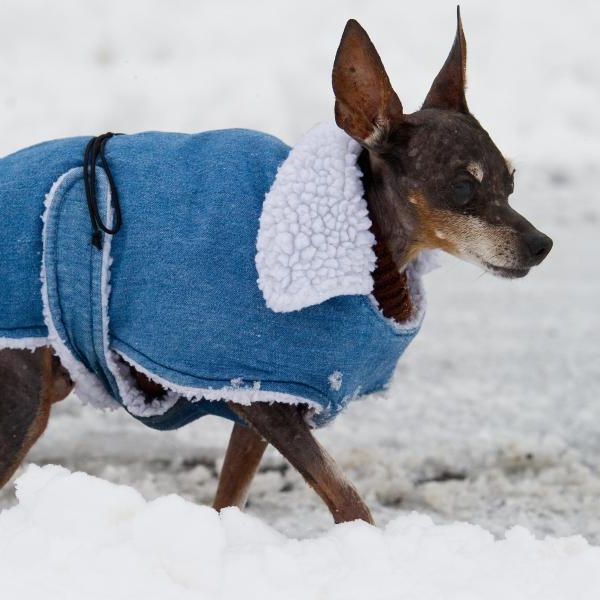 Unterkühlungsgefahr! So gefährlich sind Minusgrade für Hunde