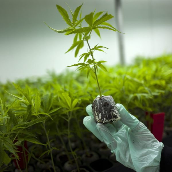 So verdienen Sie legal Geld mit Drogen! So verdienen Sie legal Geld mit Drogen! (Foto)