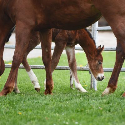 Perverser schändet 7 Pferde sexuell - 5 Tiere sterben