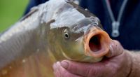 Weil auf seinem Mobiltelefon Fisch-Pornos gefunden wurden, wagt sich ein 47 Jahre alter Mann aus Großbritannien kaum noch in die Öffentlichkeit (Symbolfoto).
