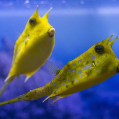 Dieser Fisch sieht aus wie Donald Trump! Dieser Fisch sieht aus wie Donald Trump! (Foto)