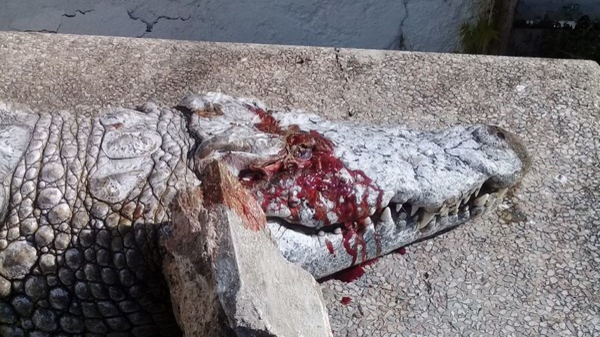 In Tunis haben Besucher ein Krokodil brutal hingerichtet. (Foto)