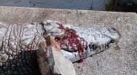 In Tunis haben Besucher ein Krokodil brutal hingerichtet.
