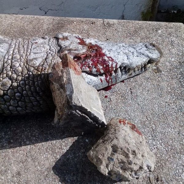 Brutal gesteinigt! Krokodil in tunesischem Zoo mit Steinen getötet