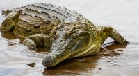 Ein Krokodil hat einen achtjährigen Jungen gefressen.