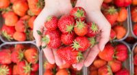 Wie gesund sind Erdbeeren wirklich?