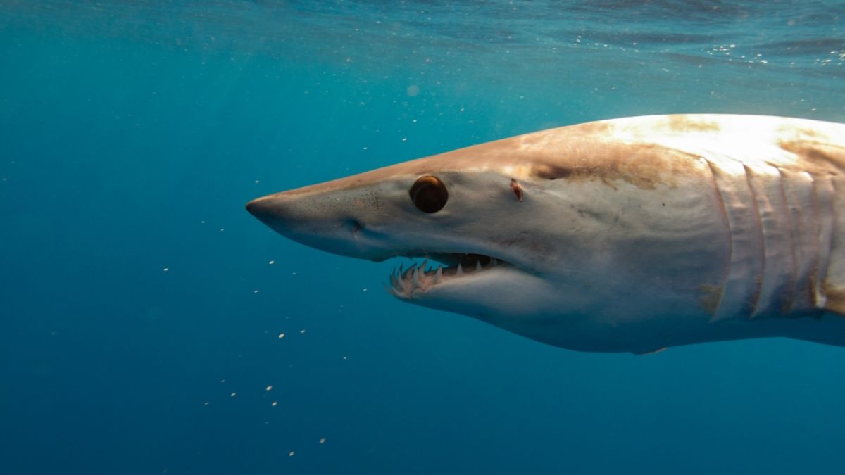 In Australien verirrte sich ein Hai in einen Swimmingpool. (Foto)