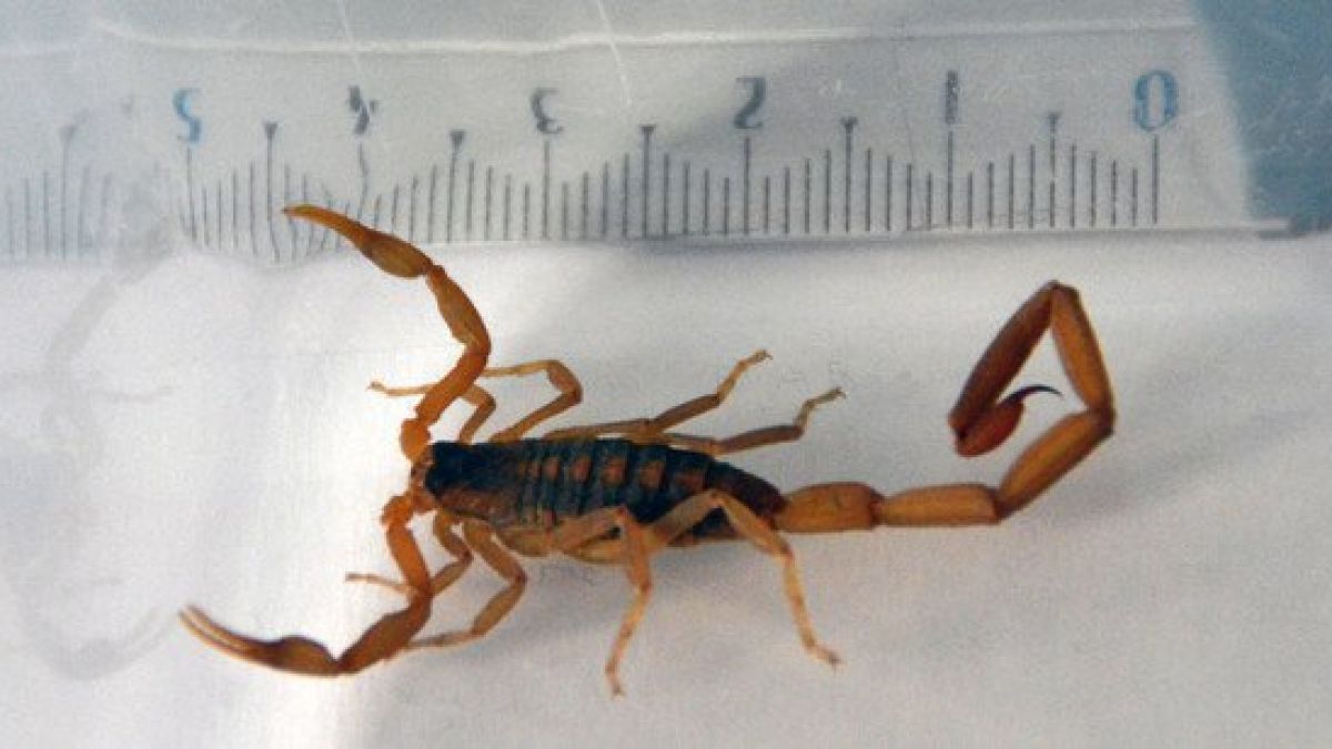 Die Aufnahme zeigt einen etwa vier Zentimeter langen Sandskorpion, wie er in Nord- und Mittelamerika vorkommt. (Foto)
