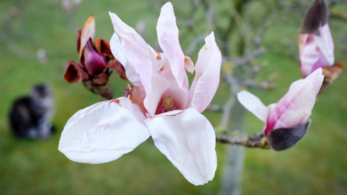 Eine blühende Magnolie im Frühling. (Foto)