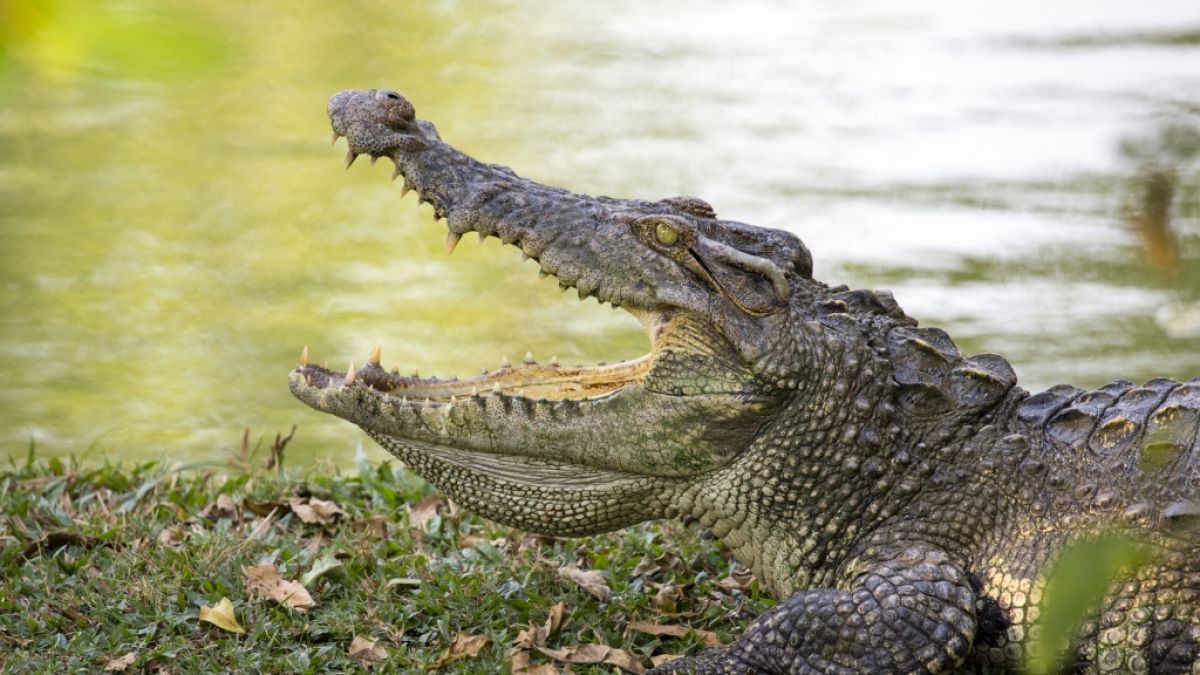 In Afrika wurde ein Großwildjäger offenbar von Krokodilen gefressen. (Foto)