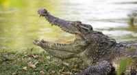 In Afrika wurde ein Großwildjäger offenbar von Krokodilen gefressen.