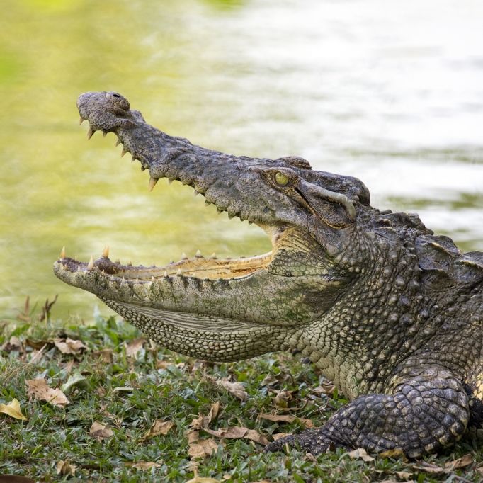 Großwildjäger von Krokodilen gefressen