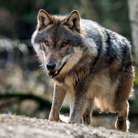 Vom Menschen geköpft! Wer ist hier das gefährliche Raubtier? Vom Menschen geköpft! Wer ist hier das gefährliche Raubtier? (Foto)