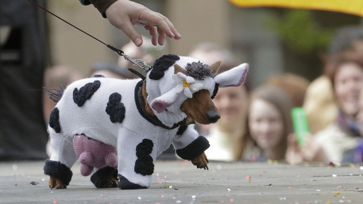 Selbst mit gestricktem Euter wagten sich Dackel als Kuh verkleidet auf die Straßen St. Petersburgs. (Foto)