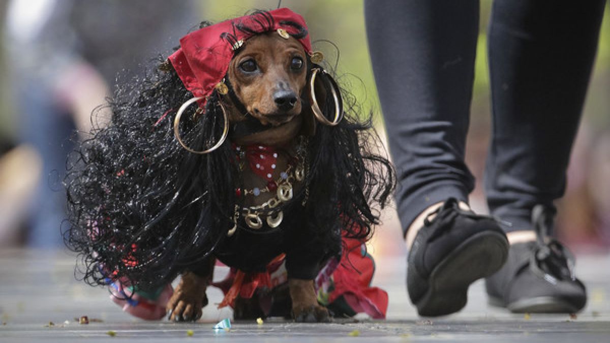 Wer hätte gedacht, dass ein kurzbeiniger Hund als rassige Zigeunerin eine so passable Figur abgibt? (Foto)