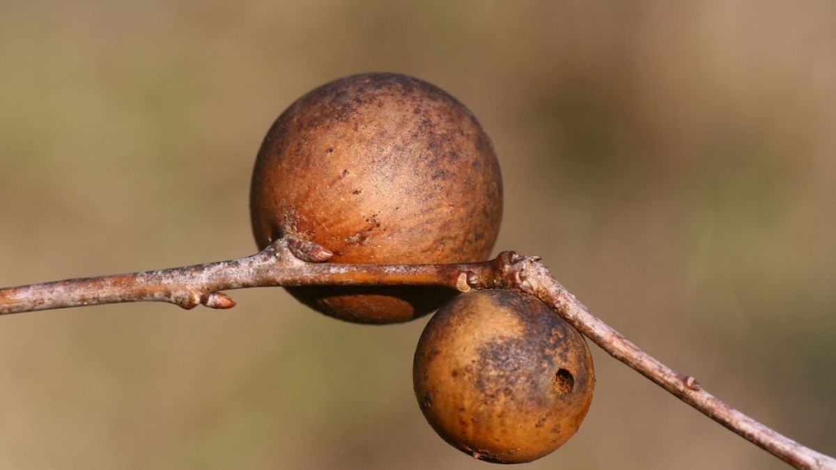 Die Nester der Gall-Wespe sollen angeblich die Vagina verjüngen. (Foto)