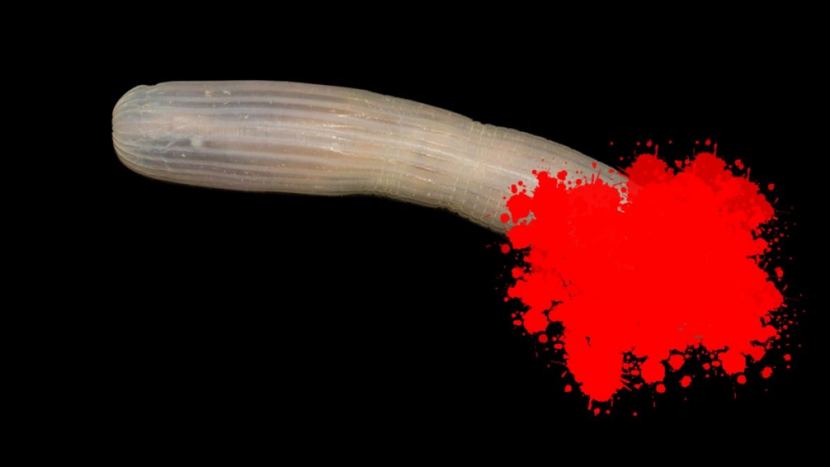 Forscher haben einen bizarren Tiefsee-Penis entdeckt. (Foto)