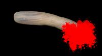 Forscher haben einen bizarren Tiefsee-Penis entdeckt.