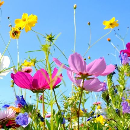 Sonne satt! So bleibt ihr Garten auch in der größten Hitze frisch Sonne satt! So bleibt ihr Garten auch in der größten Hitze frisch (Foto)