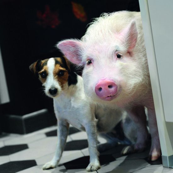Mit Schwein und Hund der Liebe auf die Sprünge helfen Mit Schwein und Hund der Liebe auf die Sprünge helfen (Foto)